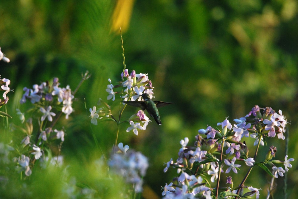 a bee on a flower