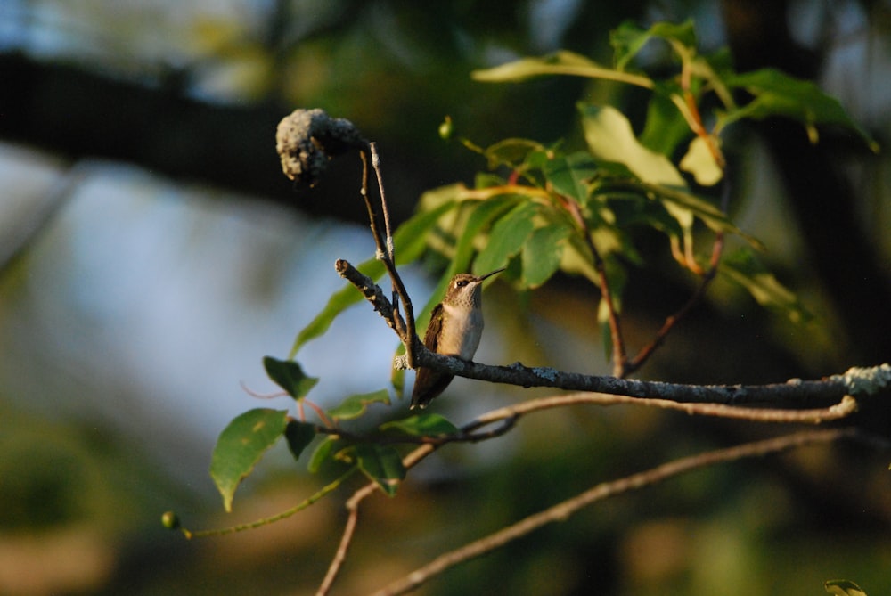 a close up of a bug on a branch