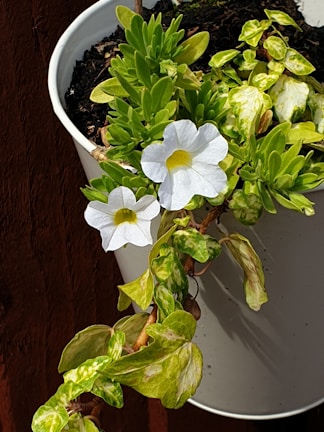 Bright indoor flowering plant in a white pot on a wooden table