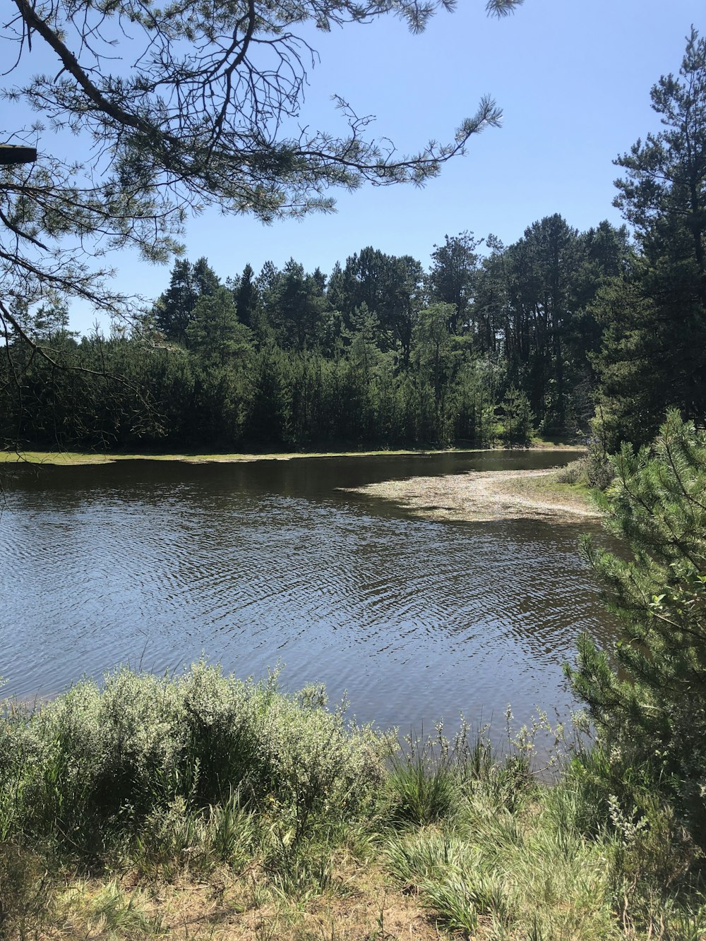 a river with trees on the side