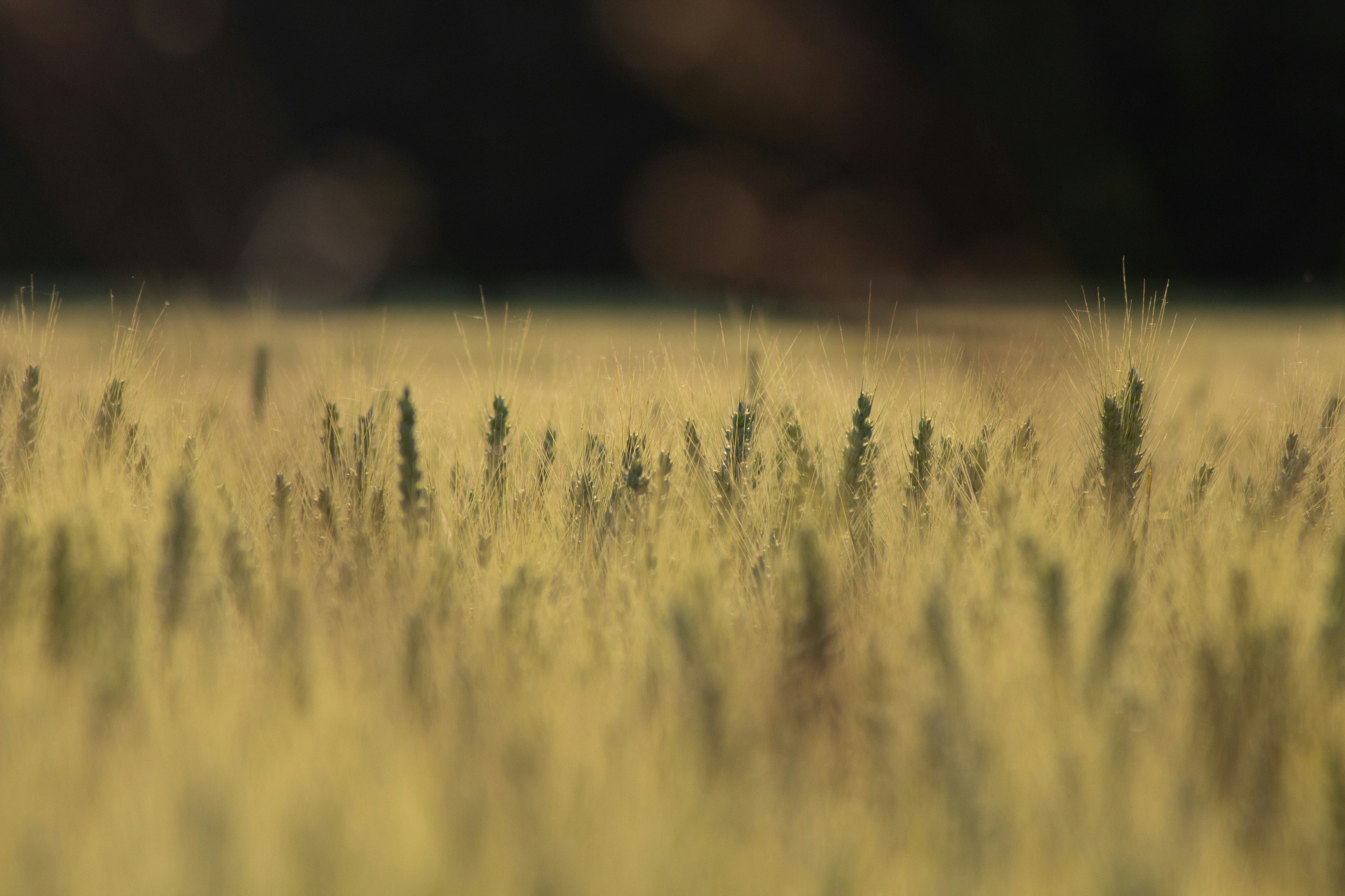 Photo by robin___the___bird