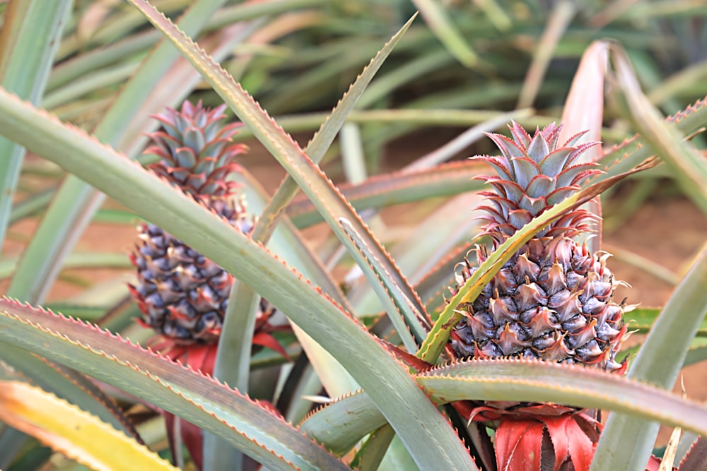 a close up of a plant