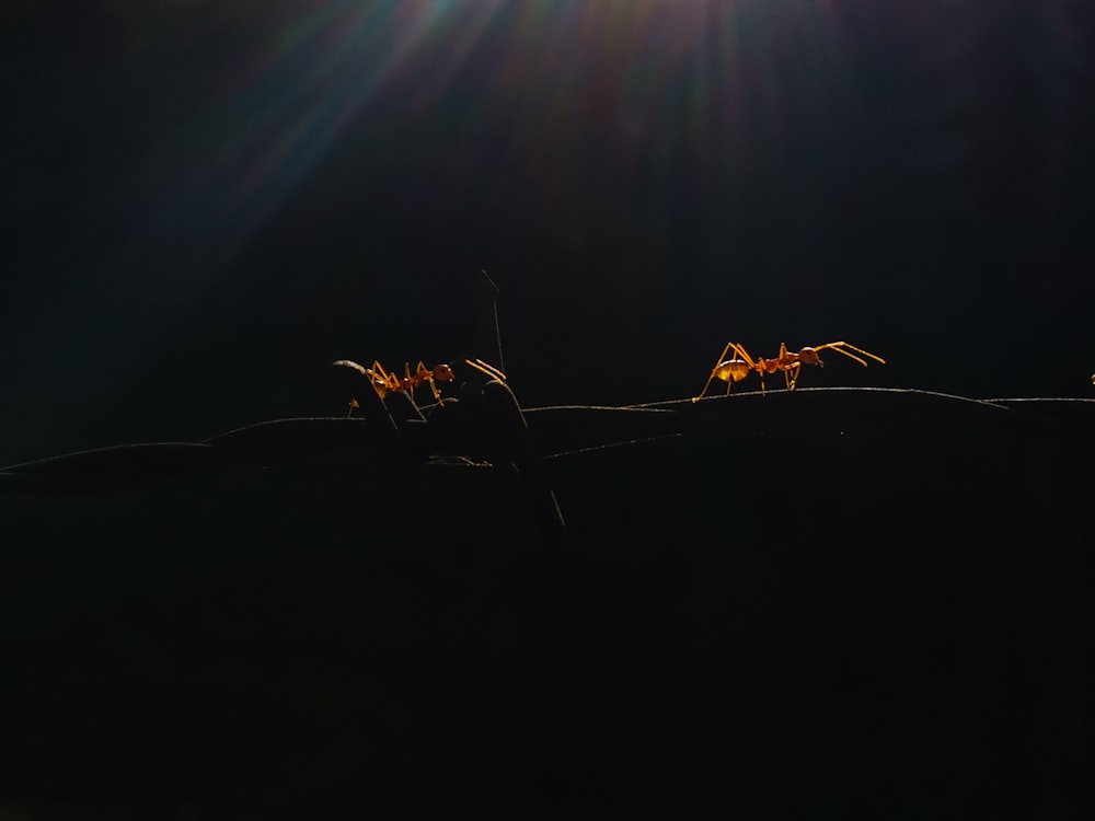 a spider on a web