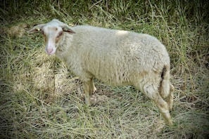 A sheep with thick, curly wool stands in a grassy field. The animal's wool is predominantly white with subtle shades of brown around its face and ears. The field is covered in dry grass, giving a rural and serene feeling.