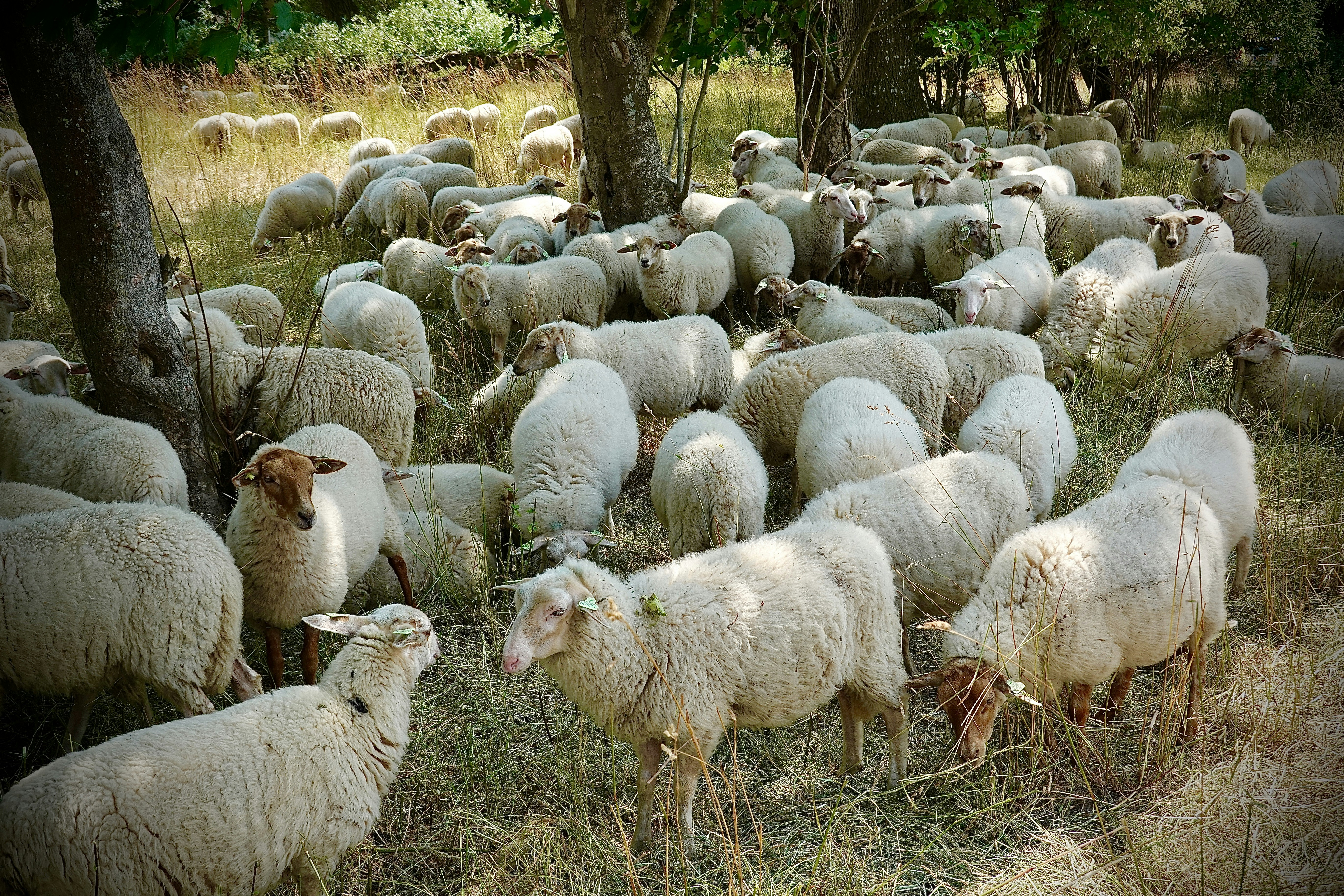 a large group of sheep in a field