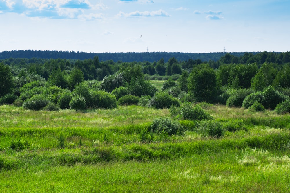 a large green field with trees