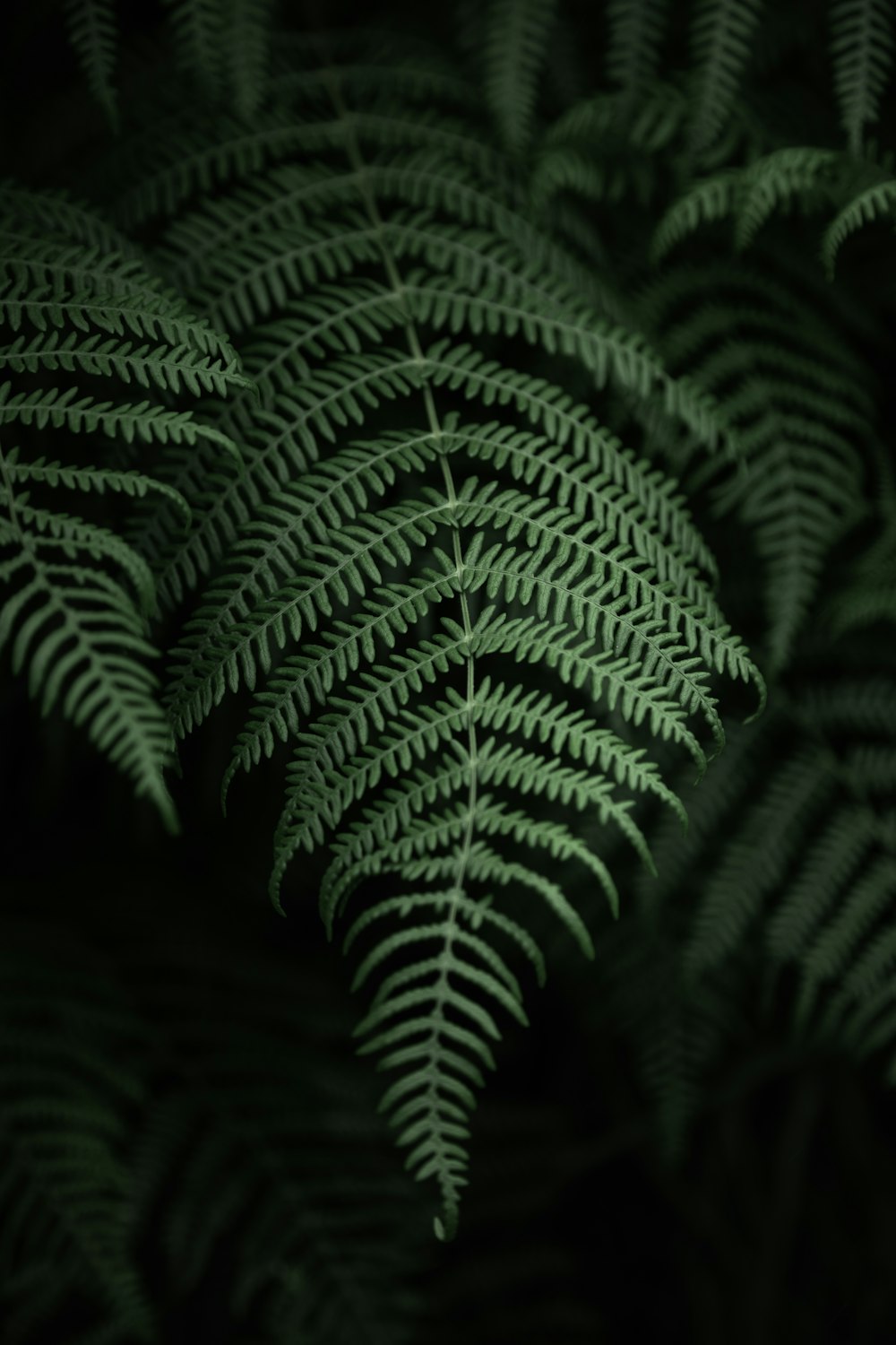 a close up of a leaf