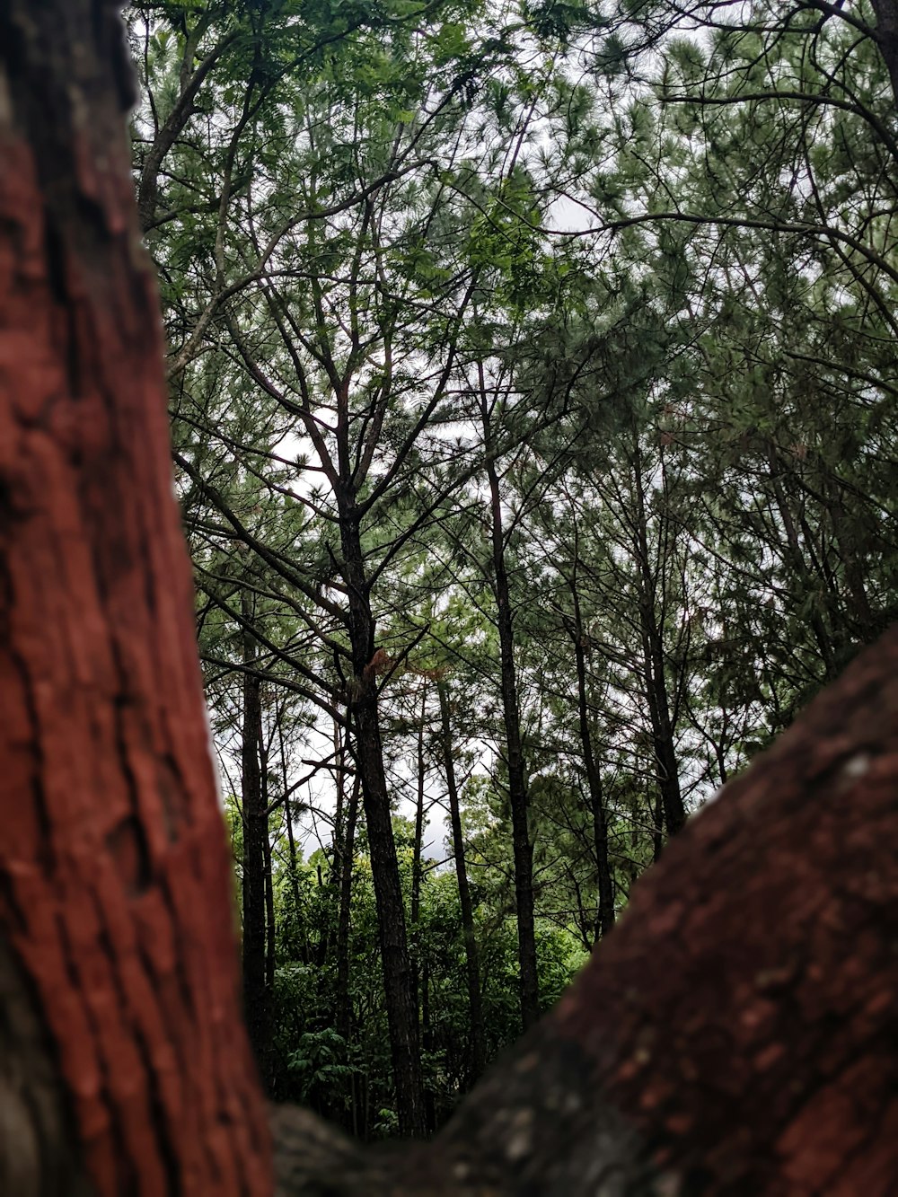 a view of the trees from a cliff