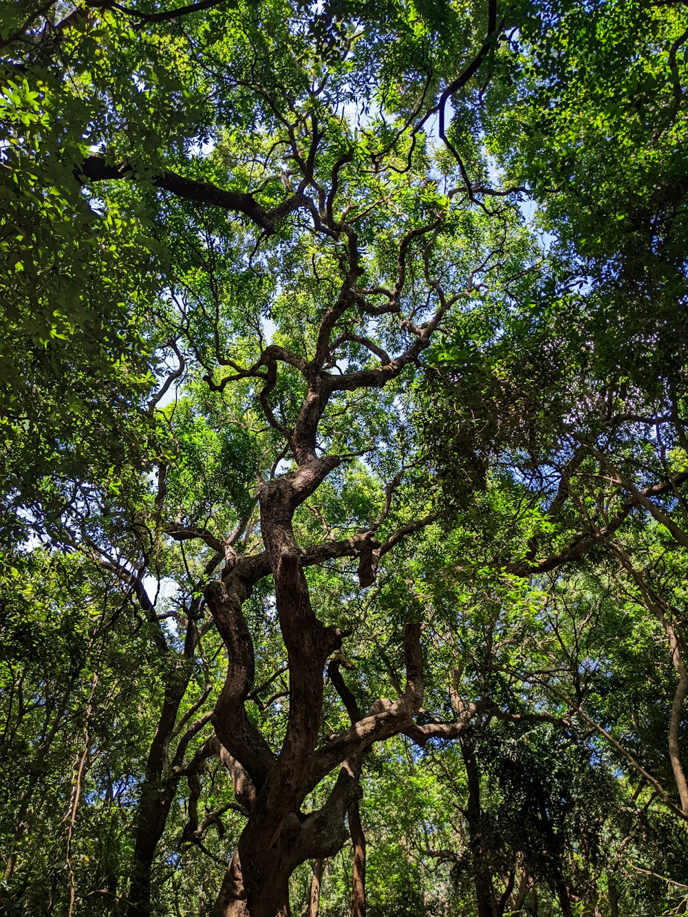 a tree with many branches