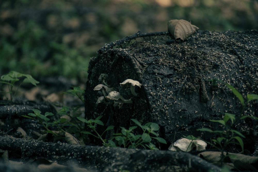 a frog on a rock