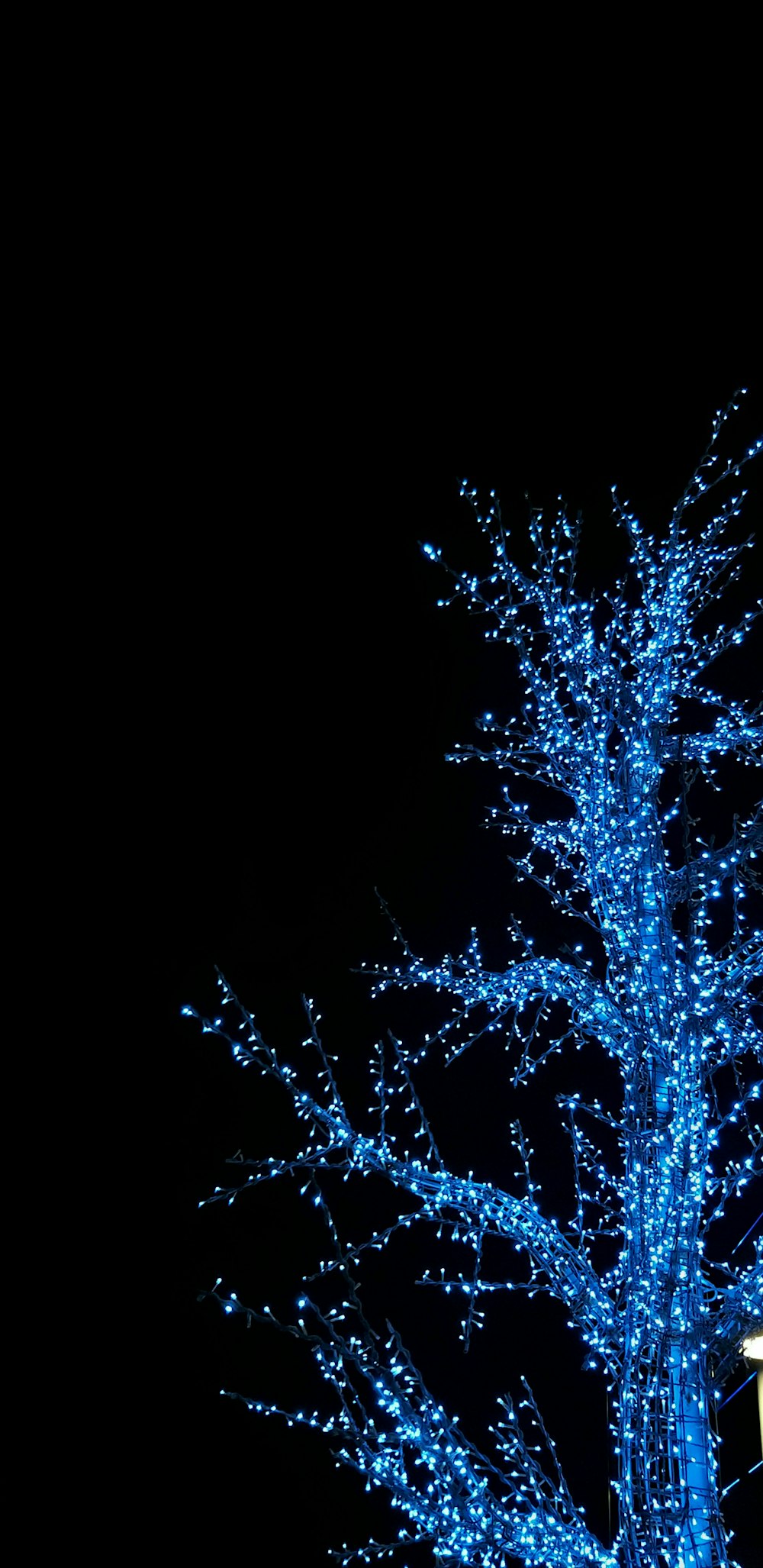 eine Gruppe von Bäumen mit blauem Licht