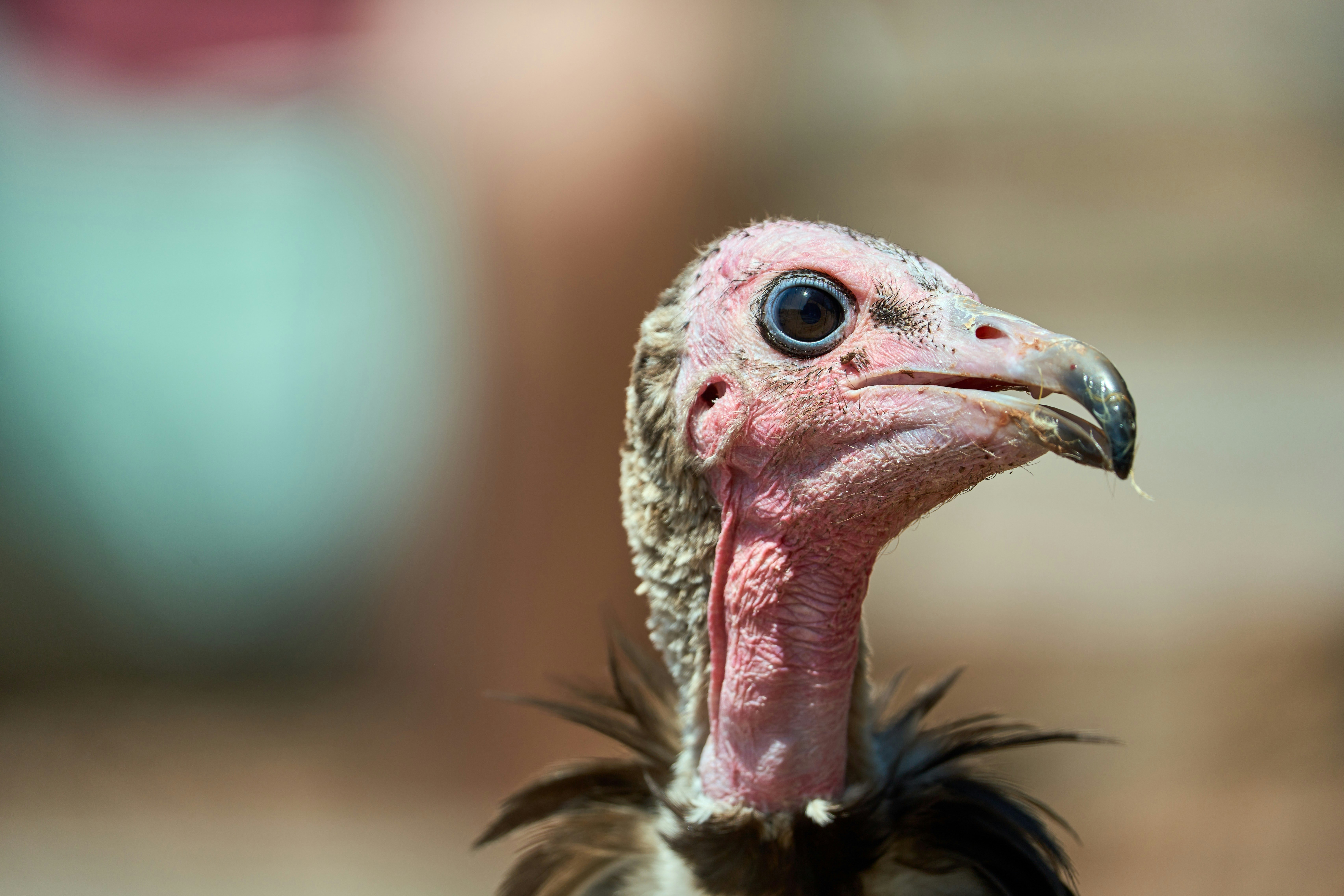 Photo by wolfgang_hasselmann