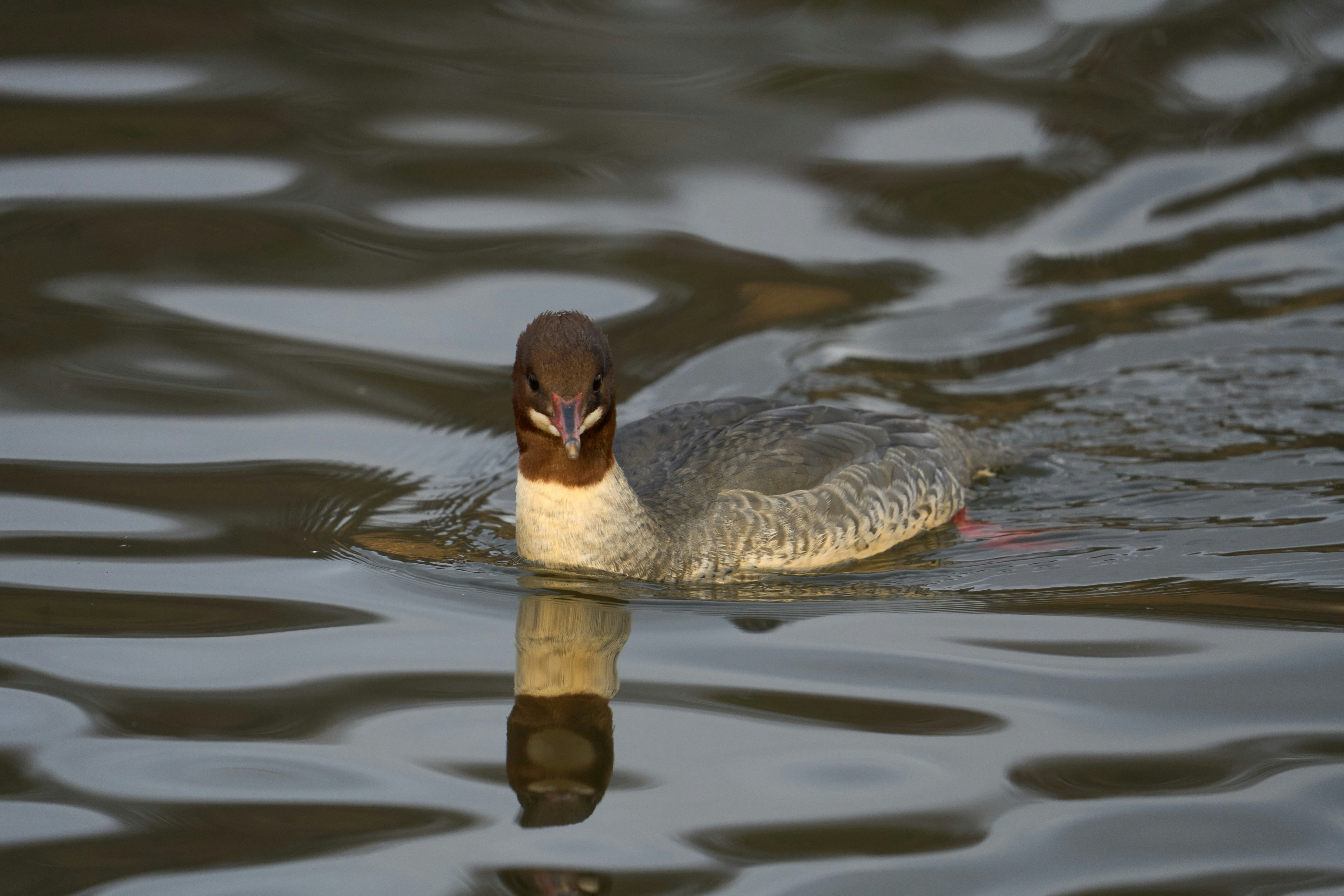 Photo by wolfgang_hasselmann