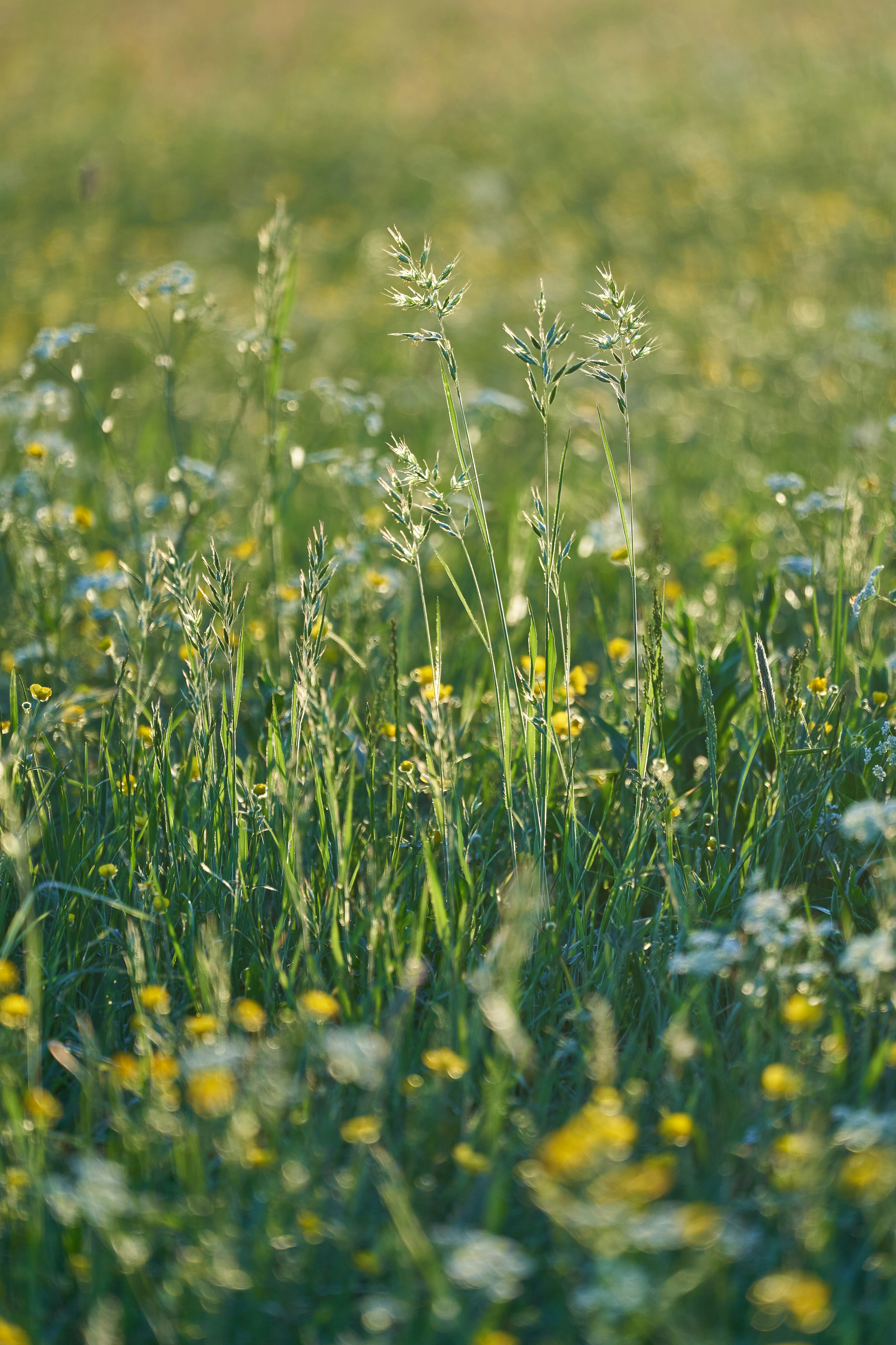 Photo by wolfgang_hasselmann