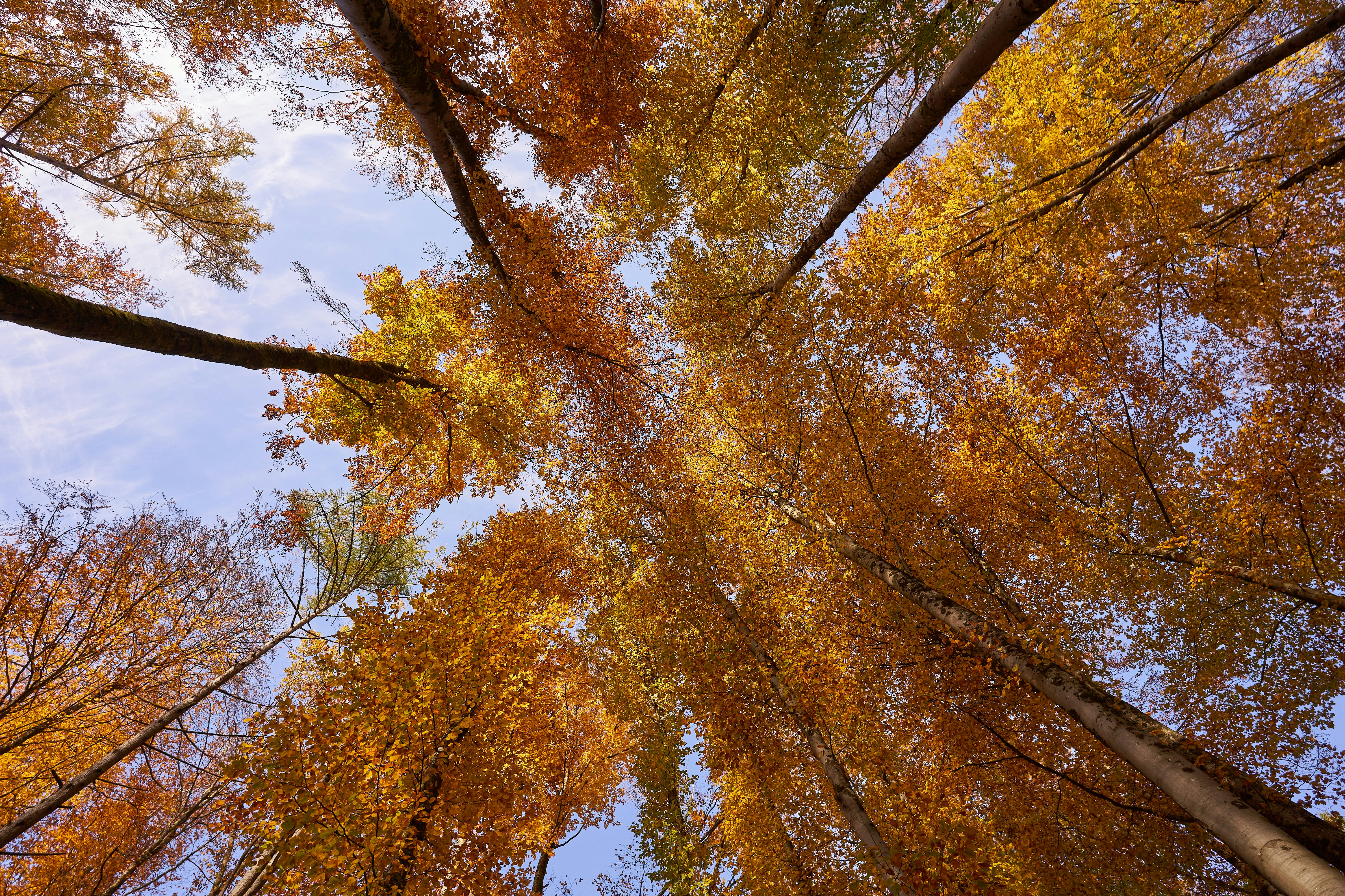 Photo by wolfgang_hasselmann