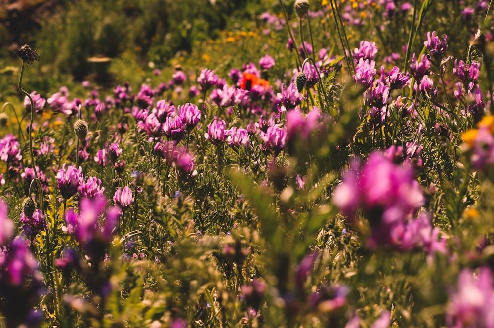 a close up of purple flowers