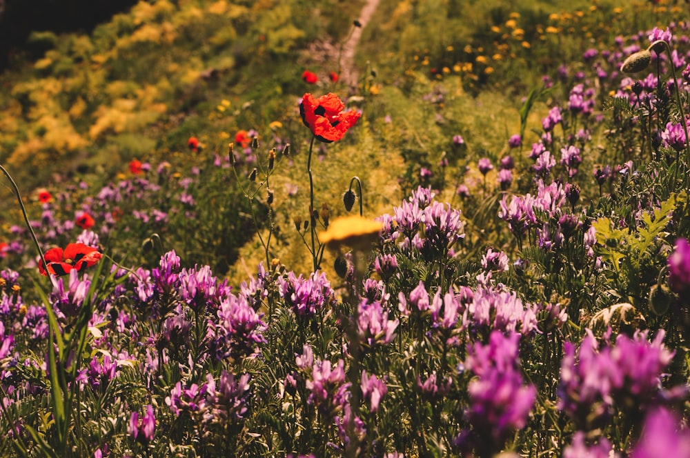 Un champ de fleurs