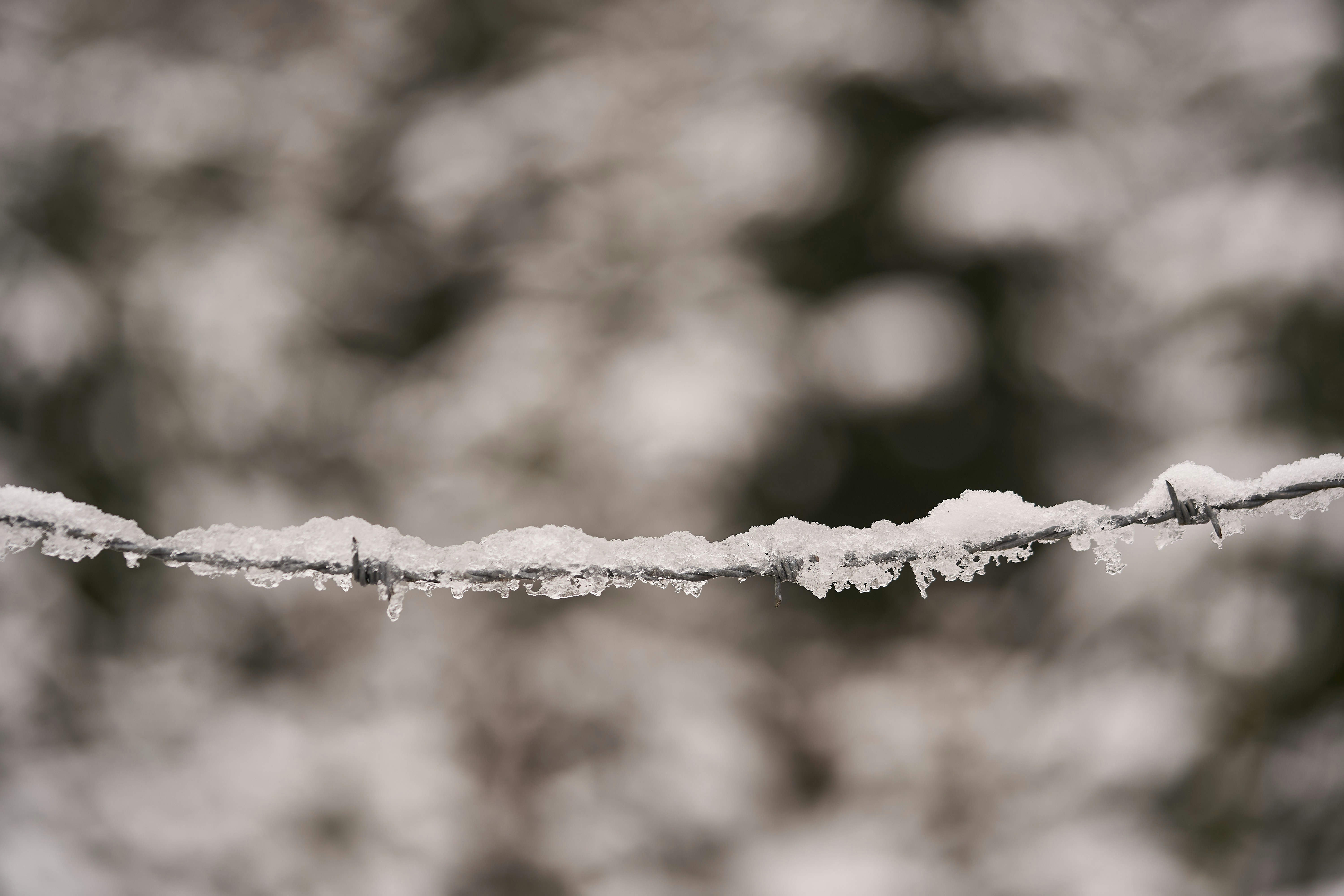 Photo by wolfgang_hasselmann