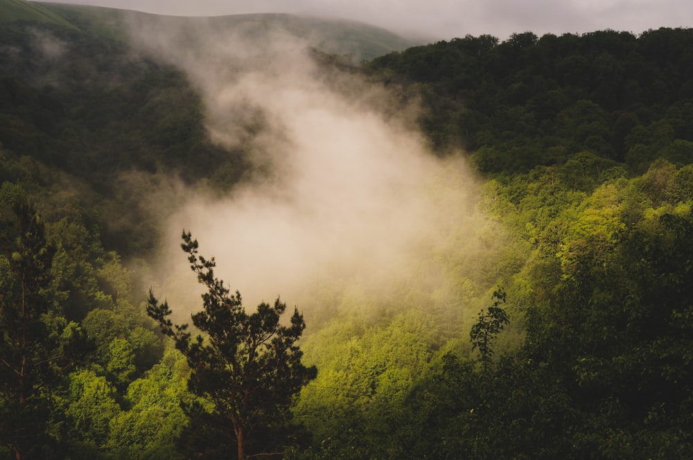 a forest with a large cloud of smoke