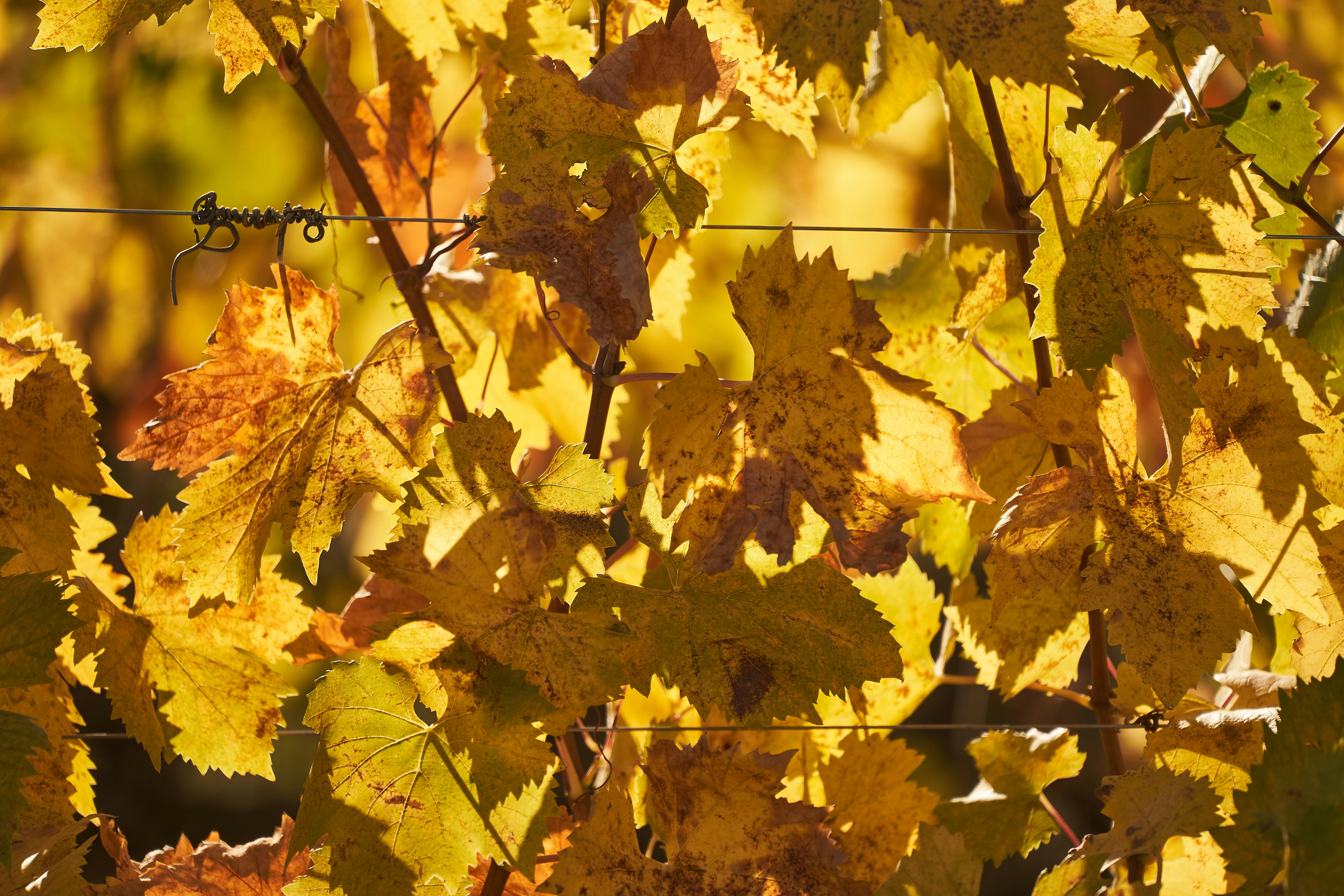 Photo by wolfgang_hasselmann