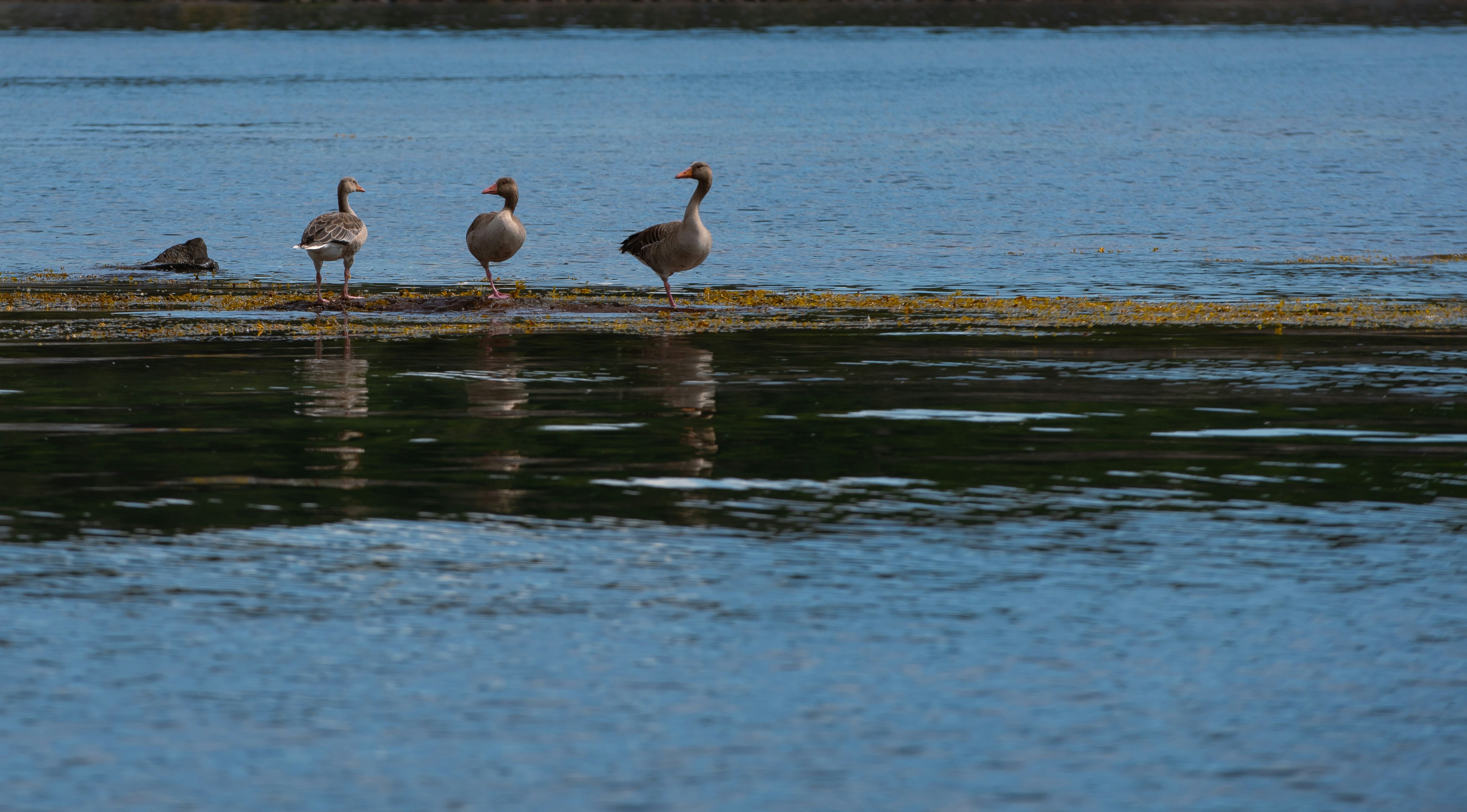 birds standing in water