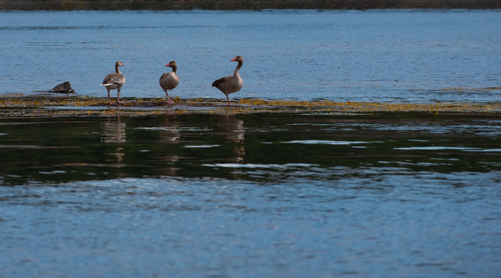 birds standing in water