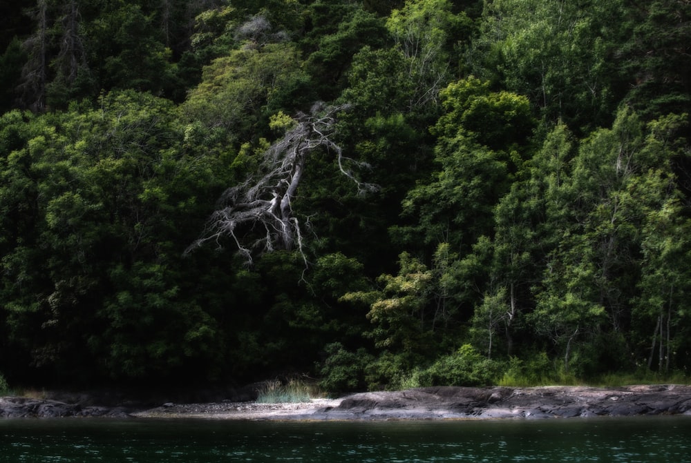 a tree branch over a river