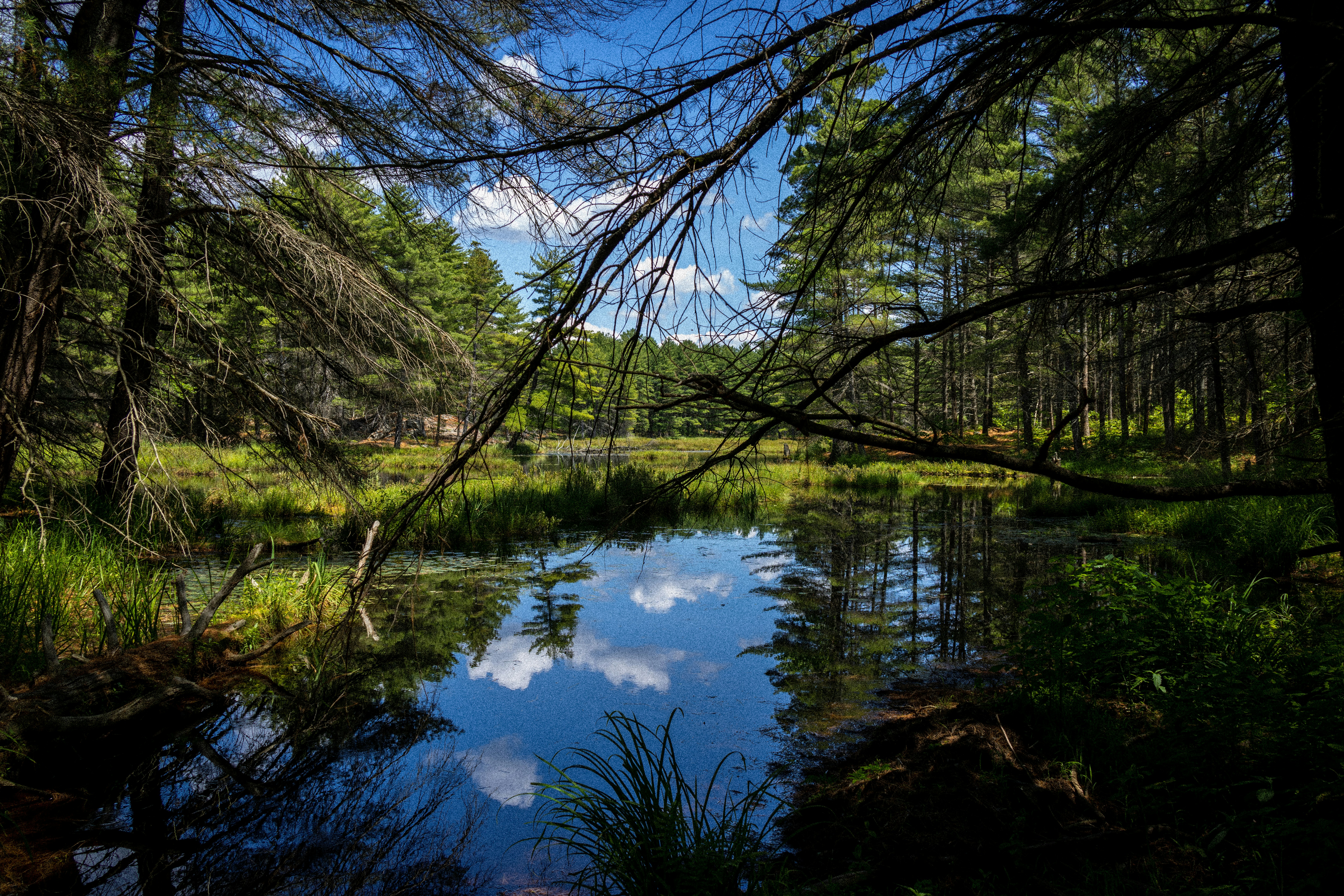 a small river in a forest