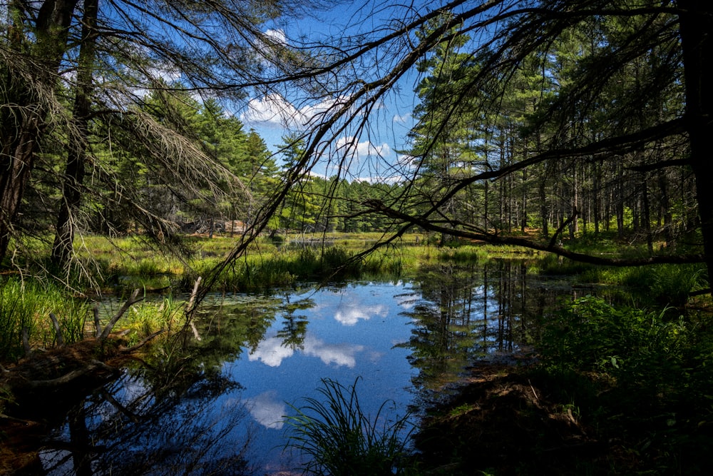 a small river in a forest