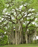 a tree with many branches