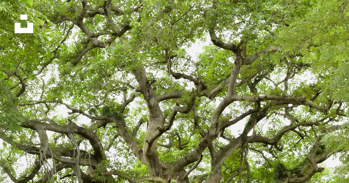 Un árbol con muchas ramas foto – Imagen de Calcuta gratuita en Unsplash