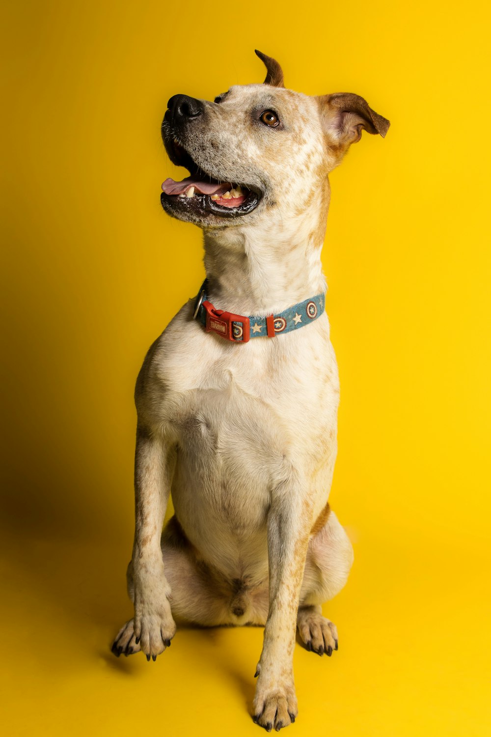 a dog sitting looking up