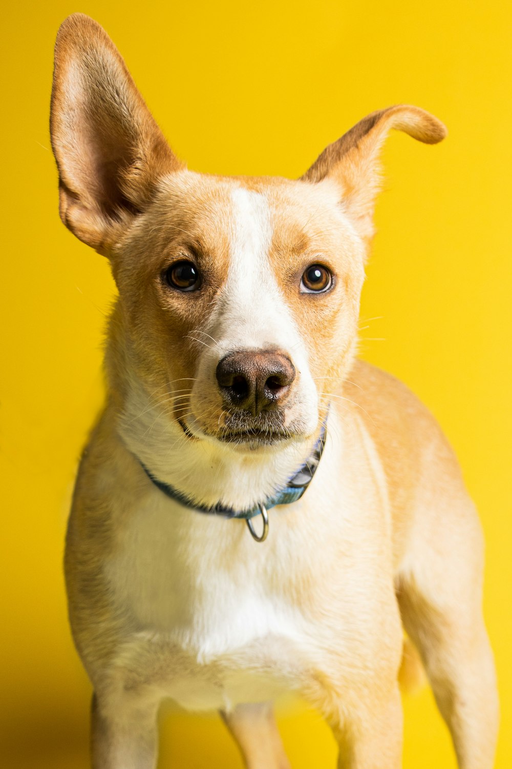 a dog with a blue collar