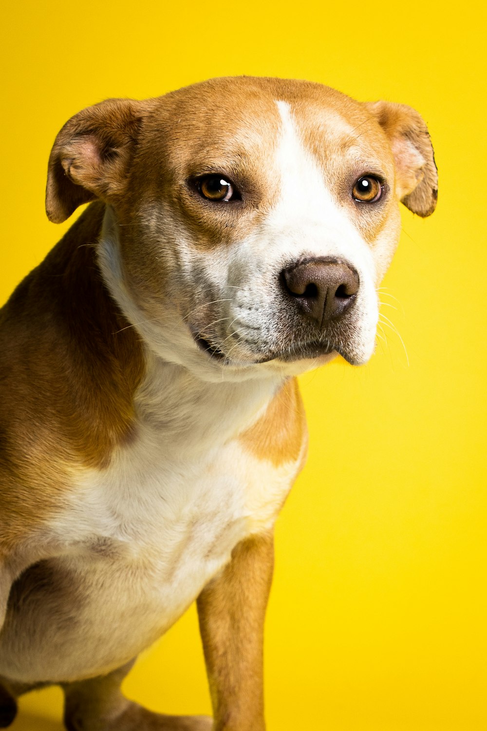 Un cane che guarda la telecamera