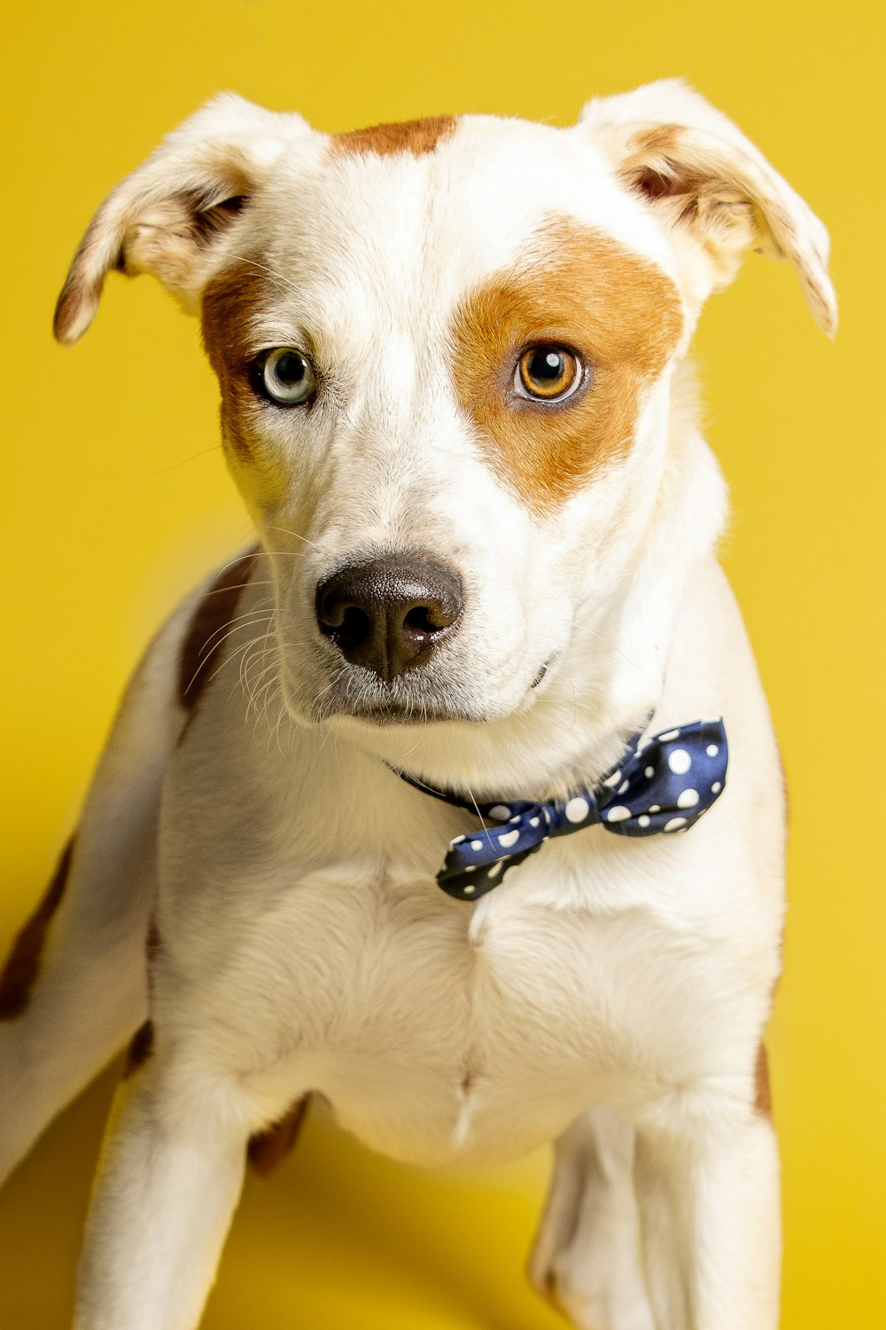 a dog with a blue collar