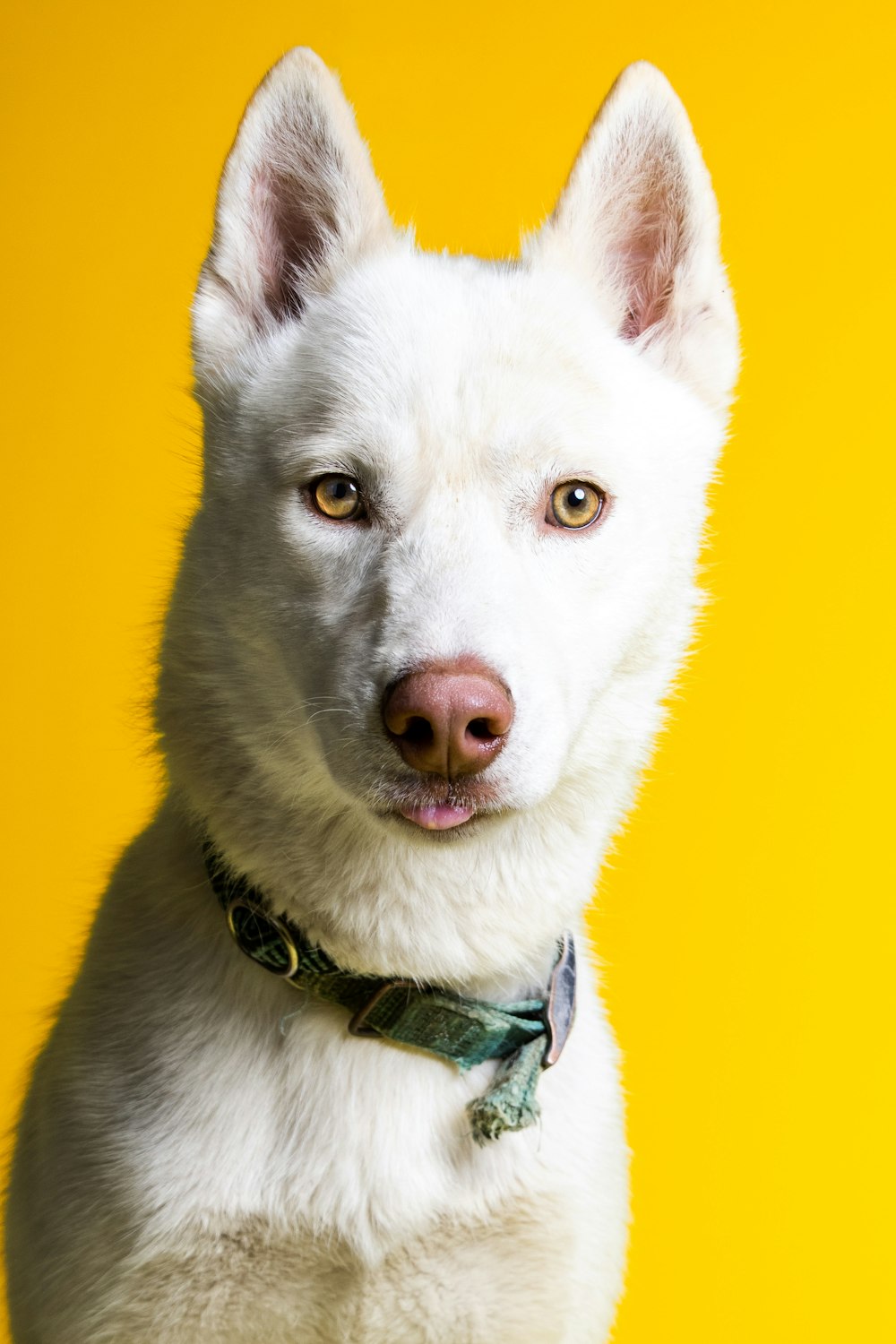 a white dog with a green bow tie