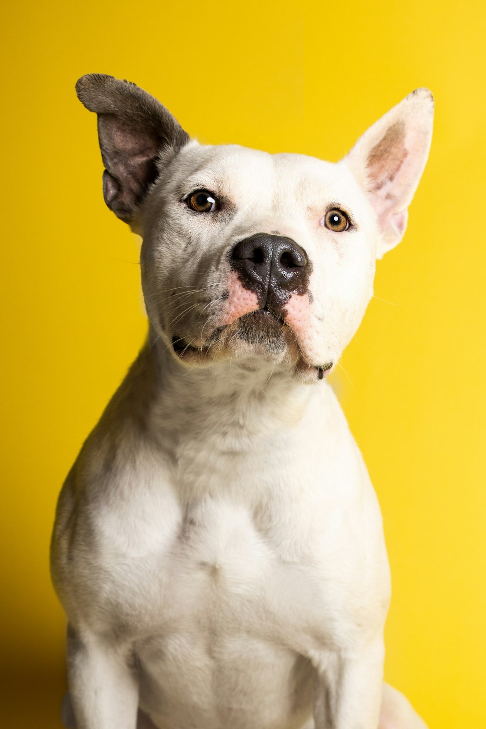 a dog with a yellow background