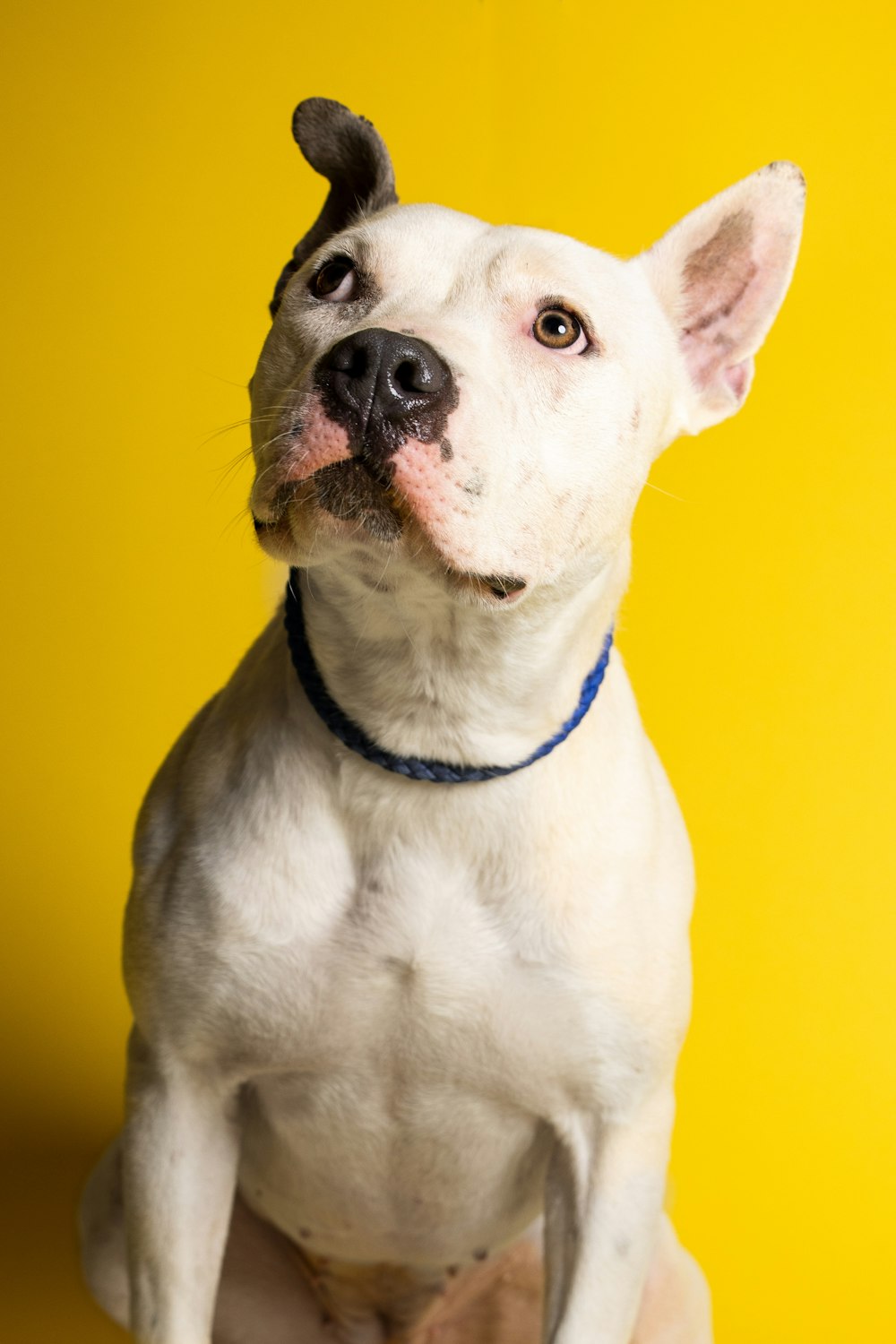 a dog with a blue collar