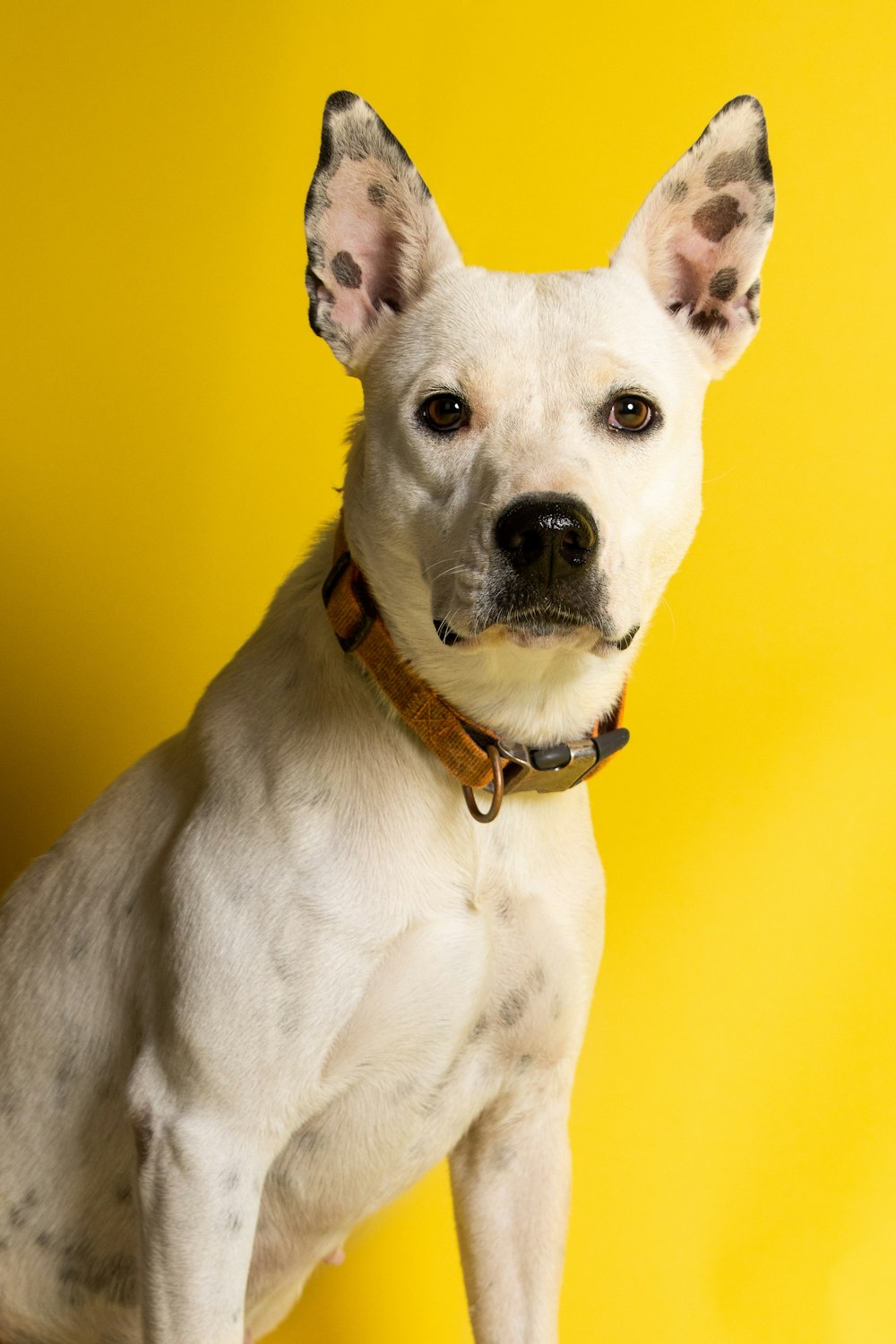 un chien avec un collier