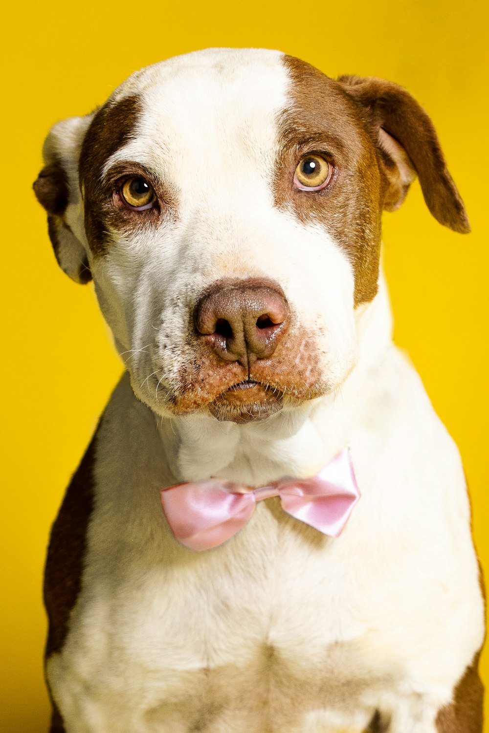 a dog with a pink bow tie