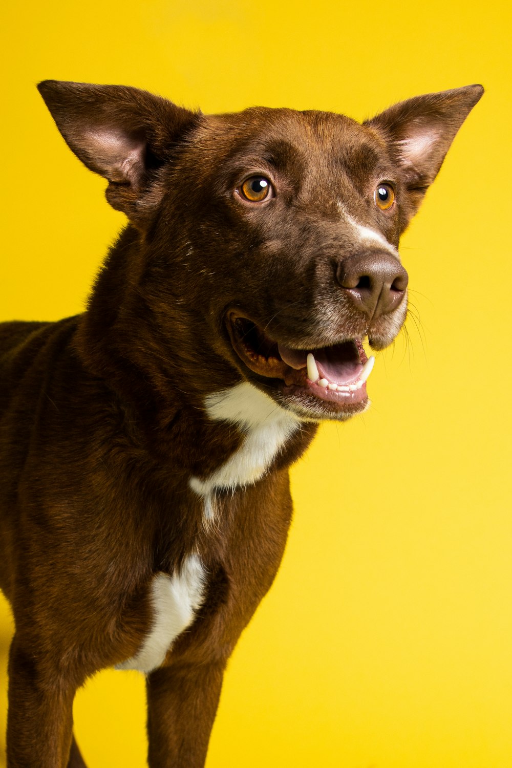 a dog with its mouth open