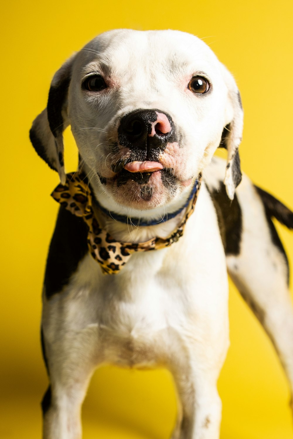 a dog with a yellow background