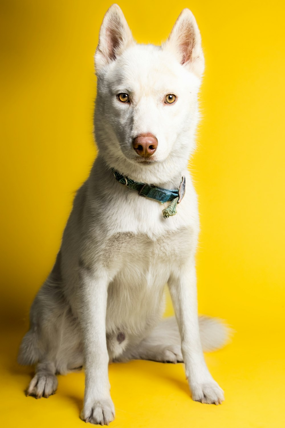 a white dog with a green collar