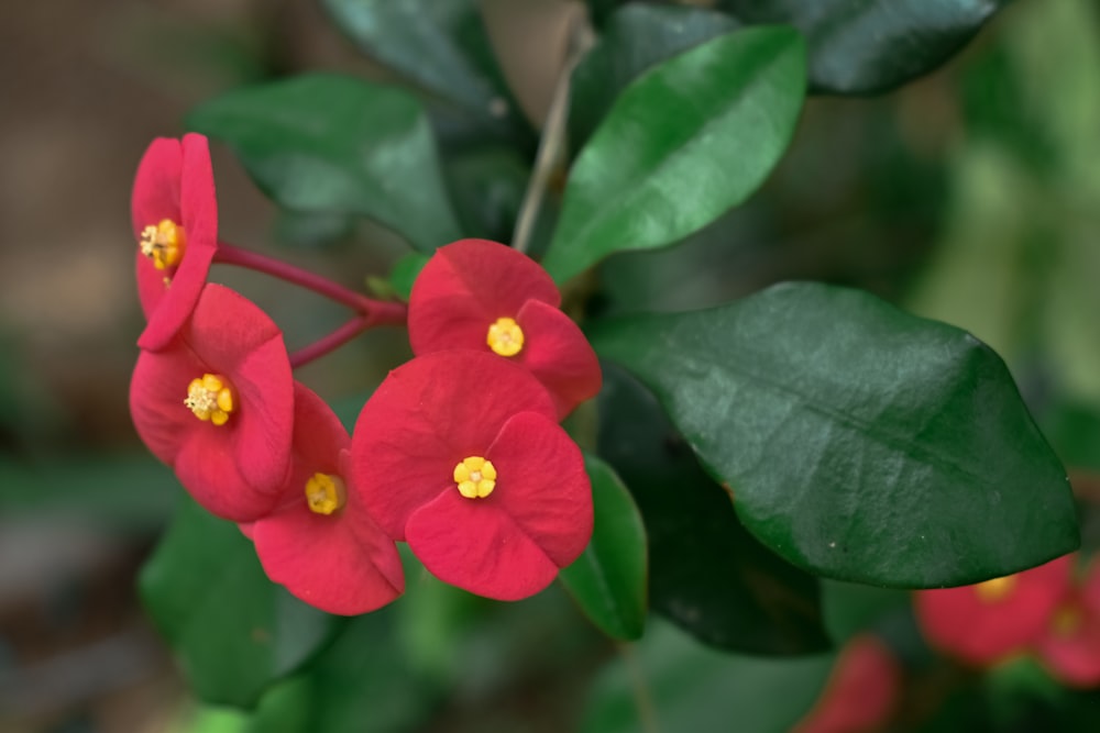 Un primer plano de una flor