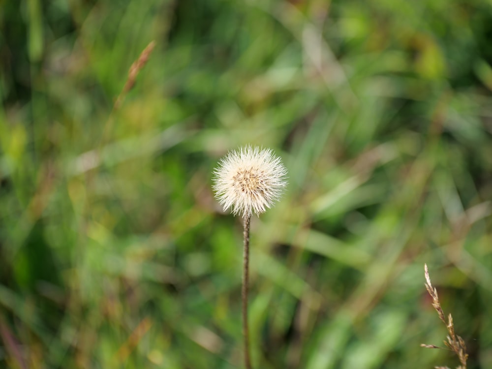 a white dandelion flower