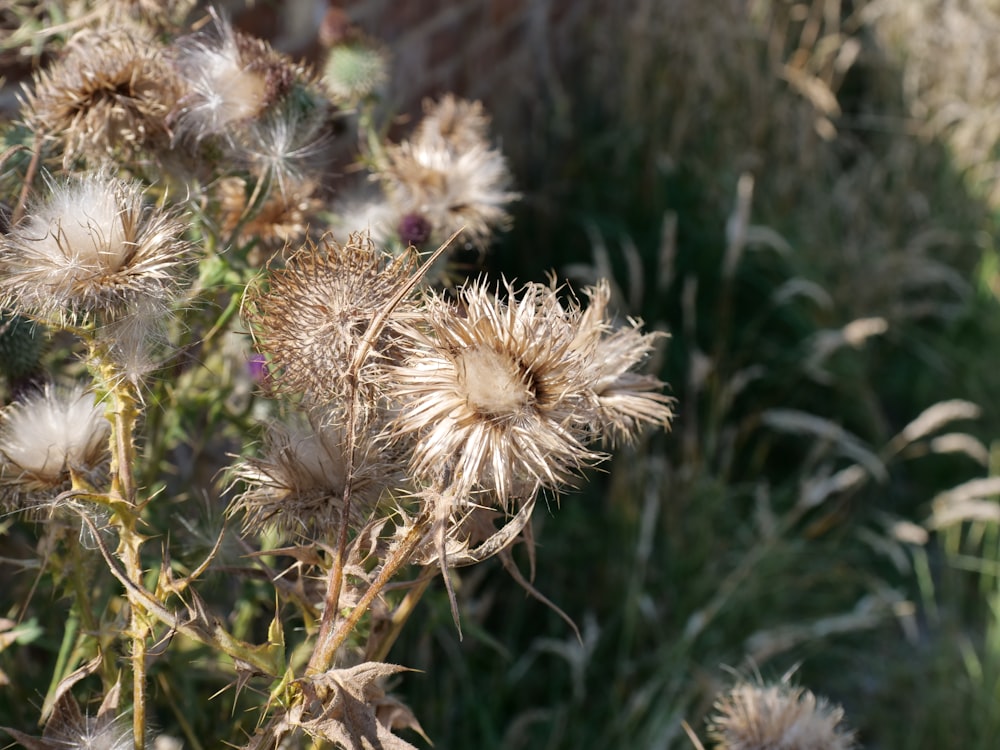 a close up of a plant