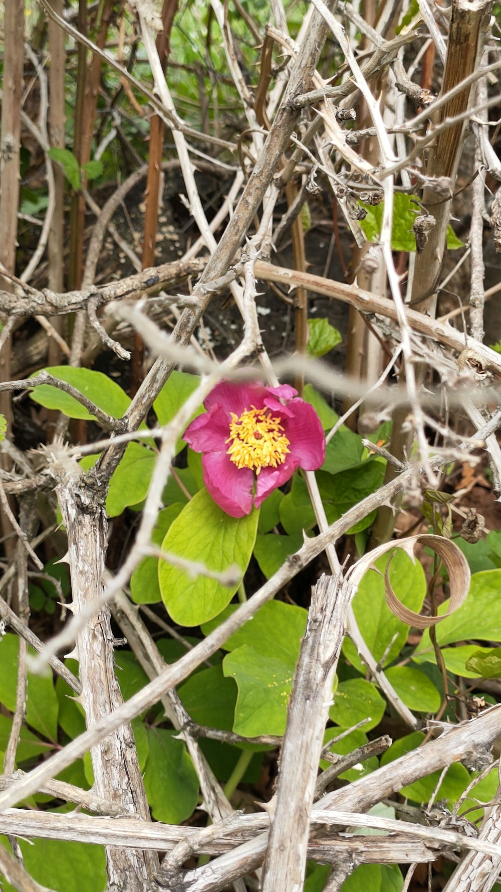 a flower growing in a tree