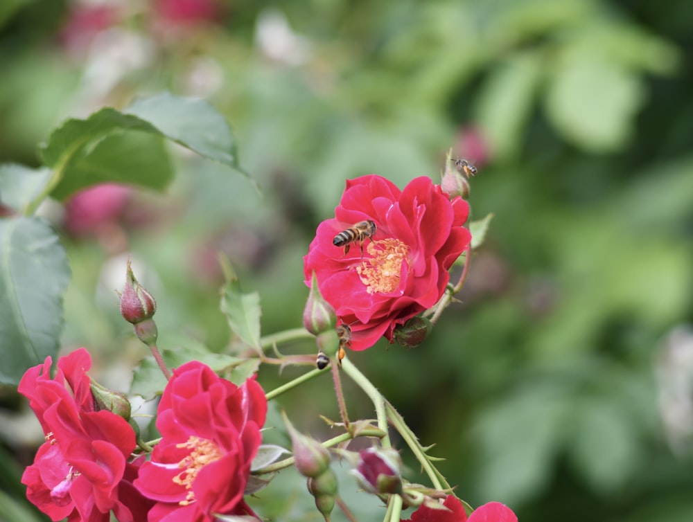 a bee on a flower