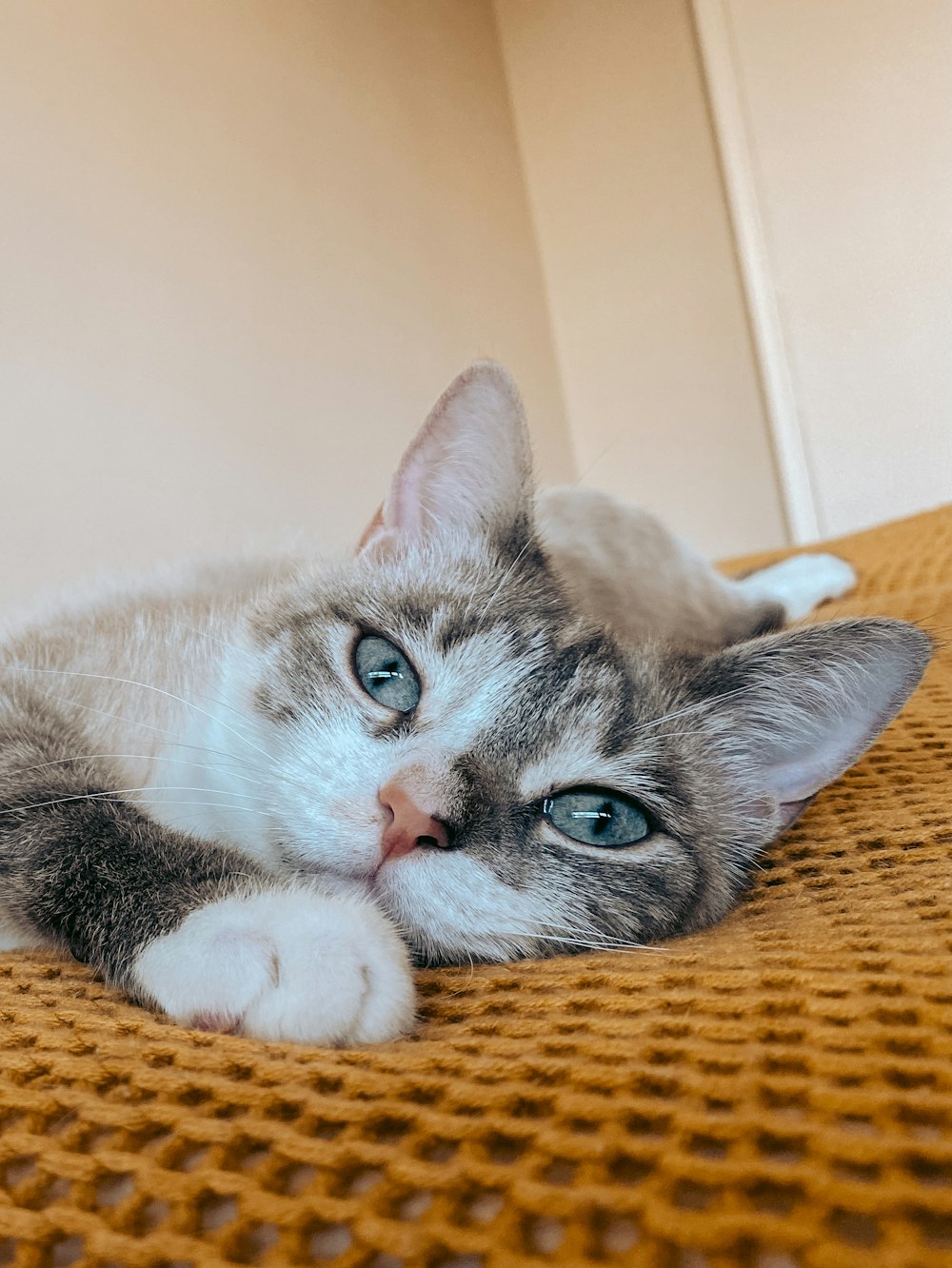 a cat lying on a carpet