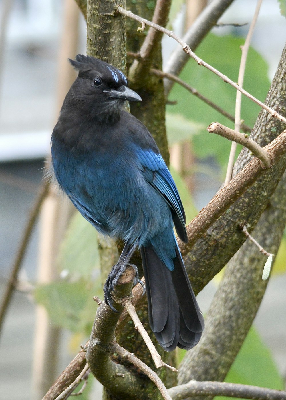 a bird sitting on a branch